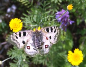 Motyl niepylak apollo 